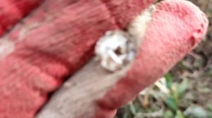 Tianxun TX-850 и ни одной монеты. В поисках монет в поле с китайским металлоискателем ТХ850