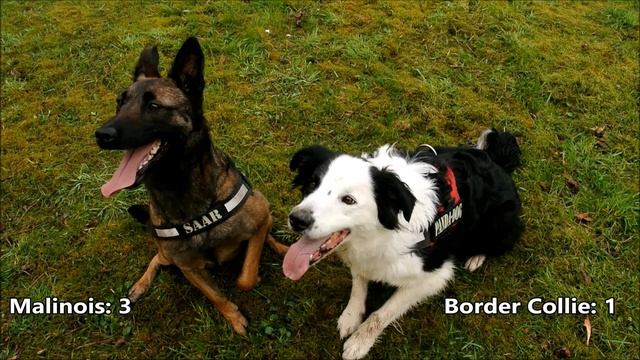 Belgian Malinois vs Border Collie смотреть онлайн