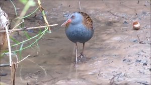 2018 31 12 ВОДЯНОЙ ПАСТУШОК ПОД МОРОСЯЩИМ ДОЖДИКОМ