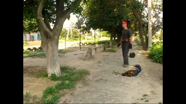 Пояснения для хозяев спустя 3 месяца ОКД немецкой овчарки Рей. смотреть онлайн