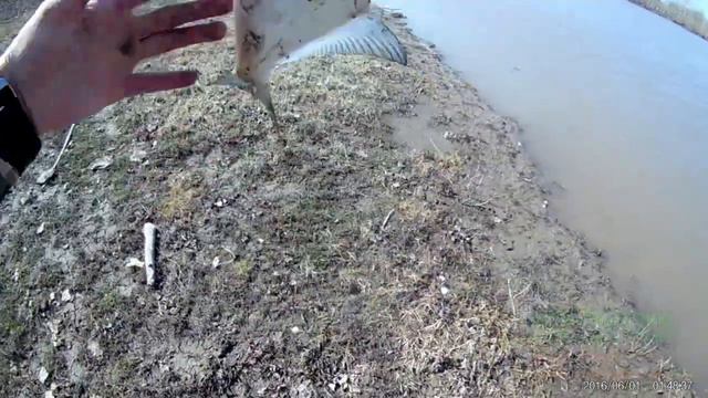 Рыбалка на закидушки ловля налима. смотреть онлайн