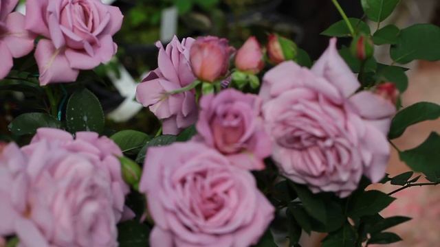 Роза флорибунда Лав Сонг Love Song смотреть онлайн