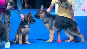 Самая представительная выставка собак проходит в Москве