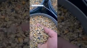 Работа зернодробилки Зубр-5