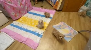 Мальтипу щенки 3 месяца, живые игрушки ? Maltipoo f1 puppy’s ? 3 months old (ready for sale)