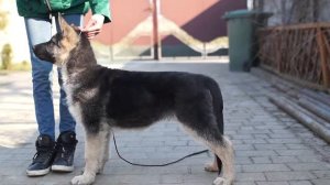 Хендлинг щенка ВЕО