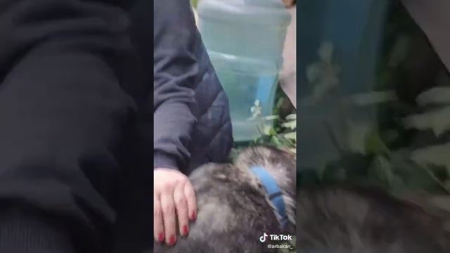 Черпак - норма! смотреть онлайн