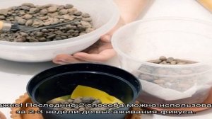 Подходящая земля для Фикуса — как выбрать