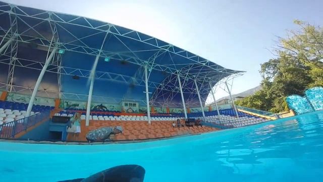 Даниил целуется с дельфином смотреть онлайн