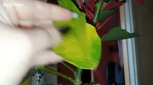 Пуансеттия.Опадают листья после покупки