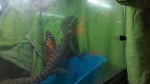 Мангровый варан и его поведение при смене обстановки.