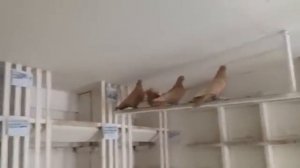 Pigeons.Голуби.Tauben. الحمائم (Ян Вайдалович ( Екатеринбург, Россия ))