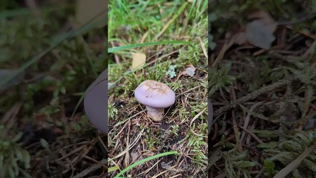 Паутинник вонючий , козий .Cortinarius traganus .