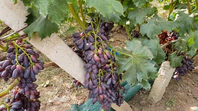 ГФ Князь Трубецкой. Нагрузка. Часть 2. смотреть онлайн