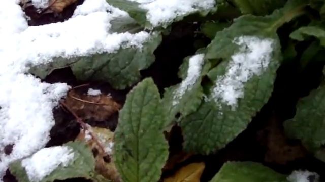 Огуречная трава, или Огуречник, или Бурачник, Бораго под первым снегом ноября 22 11 2017 смотреть онлайн