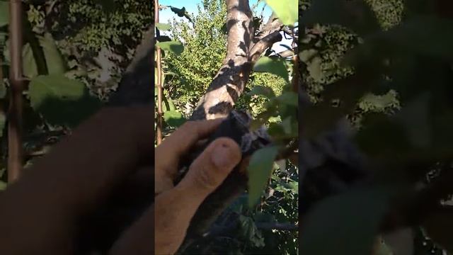 Результаты прививок абрикосы ,сливы,персика,алычи на сливу угорку 1 часть. смотреть онлайн