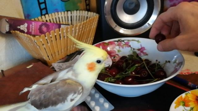 ляля
