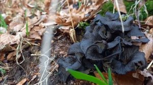 CRATERELLUS CORNUCOPIOIDES  (trompetas negras, trompeta de los muertos)