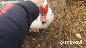 Обзор Гусей и Уток на хозяйстве. Утки в теплице ждут внимания