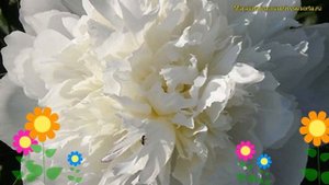 Пион молочноцветковый Вайт Таверс. Краткий обзор, описание paeonia lactiflora White Towers