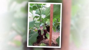 Баклажан Полковник: красивый, крупный, вкусный