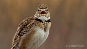 Степной жаворонок, или джурбай, или каландра (Melanocorypha calandra). Calandra Lark. Голос. Песня.