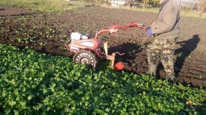 Салют 100 мотоблок двигатель хонда GX2OO работа с плугом.