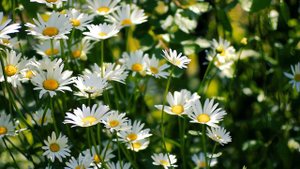 Полевые ромашки. Поле ромашек. Легенда Футаж 4К | Футажи красивая природа 4K