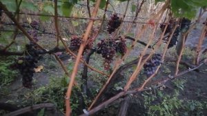 Виноград к-ш Скарлет Рояль.Это хороший виноград для хранения.