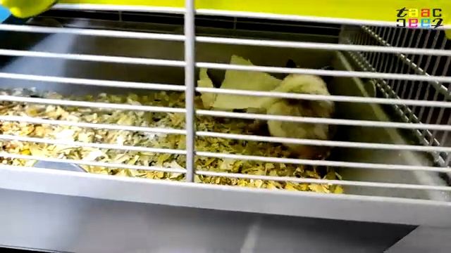 КАК ЭТО ВОЗМОЖНО! ХОМЯК ЗАСОВЫВАЕТ РУЛОН ТУАЛЕТНОЙ БУМАГИ. Хомяка ОГРОМНЫЕ Щеки. смотреть онлайн