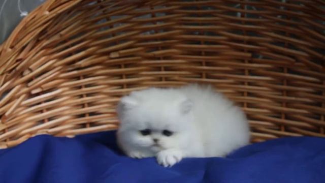 Promaran Bobetta Persian chinchilla. cattery Promaran смотреть онлайн