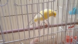 Goldfinch Canary Hybrid | Goldfinch Singing | Canary Breeder 2018