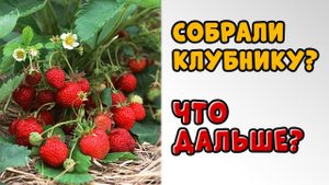 СМОТРИТЕ, ЧТО Я ДЕЛАЮ С КЛУБНИКОЙ. ОНА ЗАВАЛИТ УРОЖАЕМ