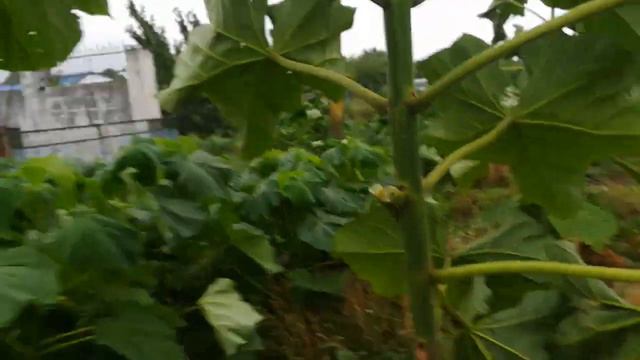 Павловния легла после урагана 13 августа 2021 года. смотреть онлайн