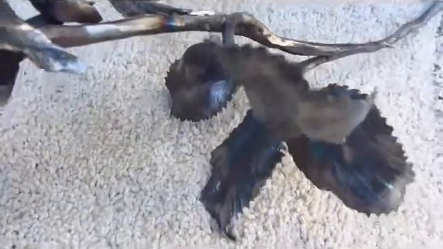 forged flower - кованый цветок смотреть онлайн