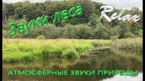 Звуки природы пение птиц Звуки Леса для релаксации