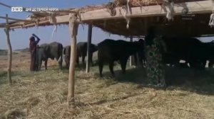 Большая нефть Ирака. Западная Курна. Часть 2. Первые трудности...