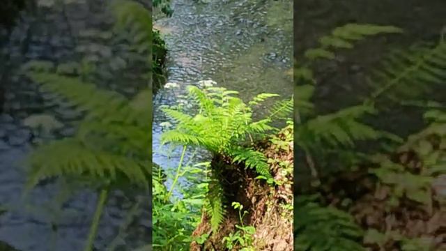 #природа #леснаясказка #растения#солнечныйдень #настроение