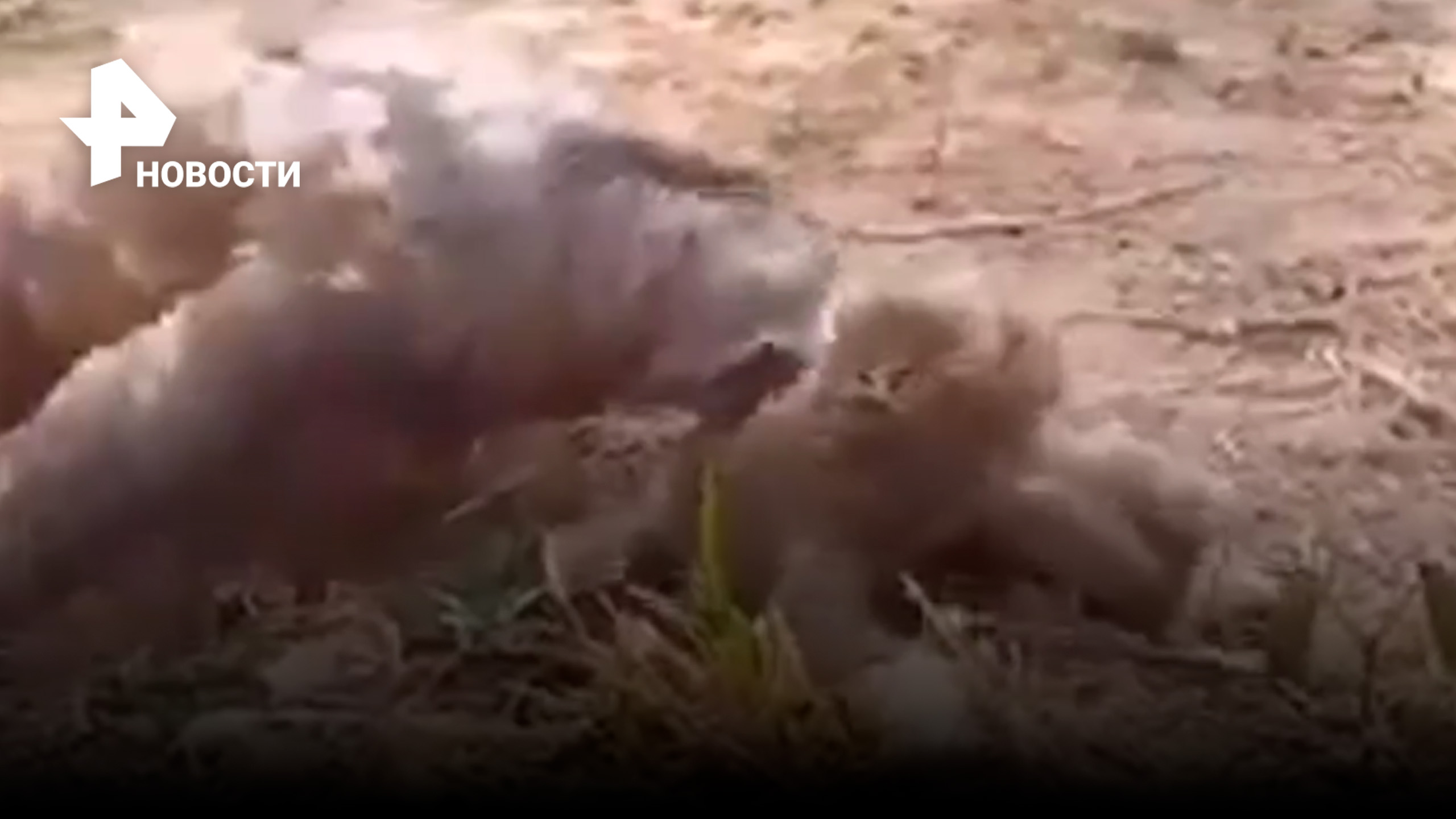 Малыш-ленивец потерялся во время вырубки леса, но всё-таки обрел свою маму / РЕН Новости