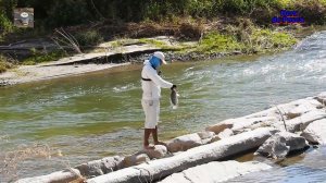 EL MEJOR cebo para PESCAR TILAPIAS  GRANDES. || Tilapia fishing in the river.