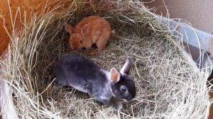 Карликовые рексы. Крольчата.