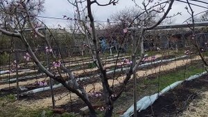 Фаза обработки косточковых Хорусом в прохладную  и дождливую  погоду.