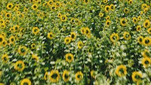 Подсолнухи