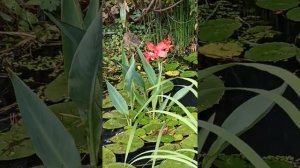 цветёт водная канна