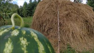 Арбуз ТРОФИ F1.???Очень сладкий и вкусный.?