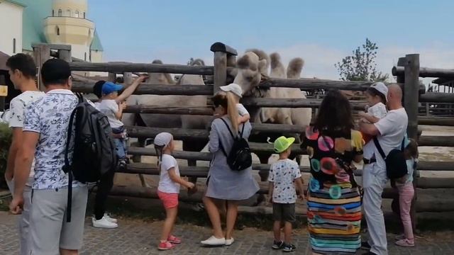 Зоопарк XII месяцев, Демидов! Носорог, жираф, верблюд и много других животных! смотреть онлайн