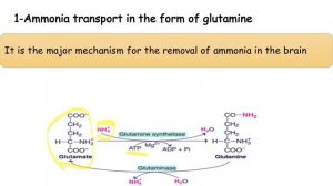 MED.LEVEL2.GIT module. BIO Lecture 5 Urea cycle (part 1)