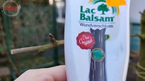 Прививка по итальянски. Весна время прививок.