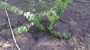 ? Посадка фундука #фундук #размножение #сад