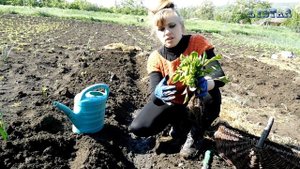Баклажаны посадка в траншею! Выращивание уход полив болезни подкормка баклажанов.